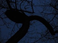 Dark Trees PR_1203210021