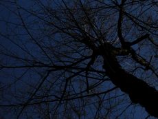 Dark Trees PR_1203160025