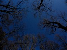 Dark Trees PR_1203160031 © patrick-reinig.com
