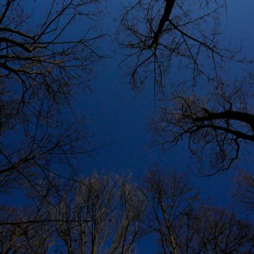 Dark Trees PR_1203160031 © patrick-reinig.com