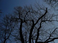 Dark Trees PR_1203180058