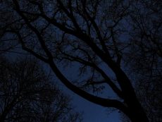 Dark Trees PR_1203180076