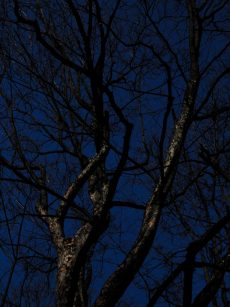 Dark Trees PR_1203180083