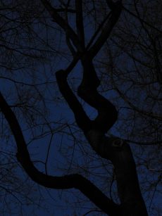 Dark Trees PR_1203180080